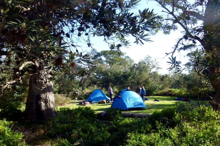 Tents pitched in rows at a school camp